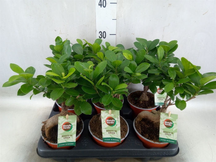 <h4>Ficus microcarpa 'Ginseng'</h4>