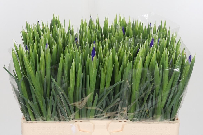 <h4>Iris Blue Magic</h4>