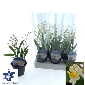 ONCIDIUM OV