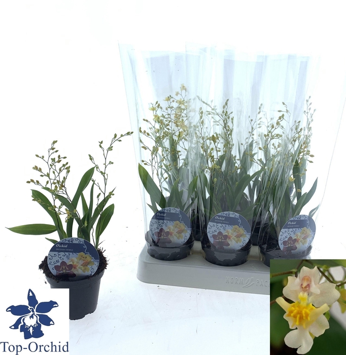 <h4>Oncidium Ov</h4>