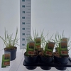 Miscanthus Adagio