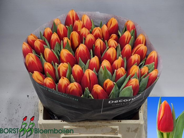 <h4>TU EN SPIRIT</h4>