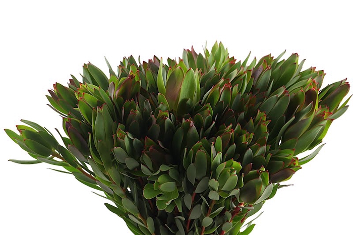 <h4>Leucadendron Mountain Rose</h4>