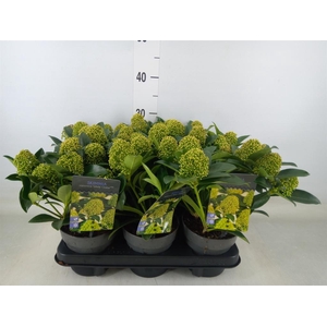 Skimmia jap. 'White Globe'