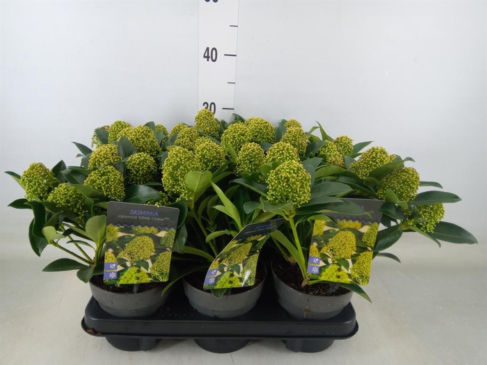 <h4>Skimmia jap. 'White Globe'</h4>