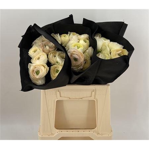 Ran Suc 1st Vanilla Bianco