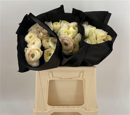 <h4>Ran Suc 1st Vanilla Bianco</h4>