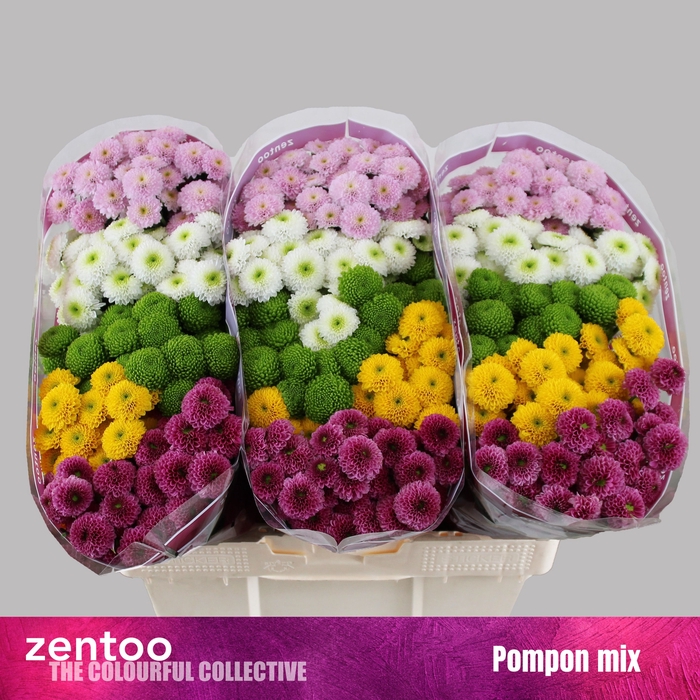 <h4>Chrysanten Chr S Pompon Gemengd</h4>