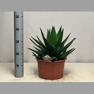 ALOE PERFOLIATA