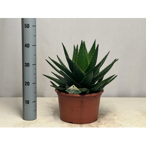 ALOE PERFOLIATA