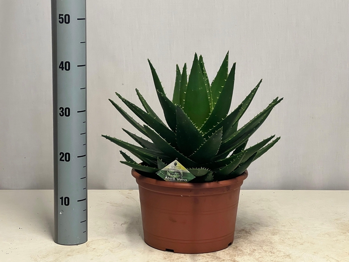 <h4>ALOE PERFOLIATA</h4>