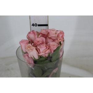 ROSA VANIA 040 CM ESTUFA
