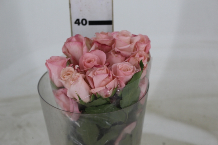 <h4>ROSA VANIA 040 CM ESTUFA</h4>