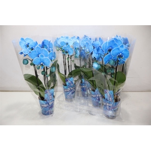 Phal Magic Blue