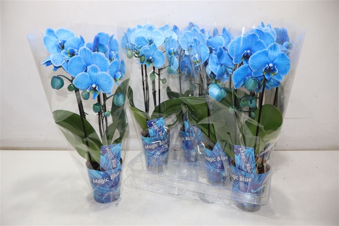<h4>Phal Magic Blue</h4>