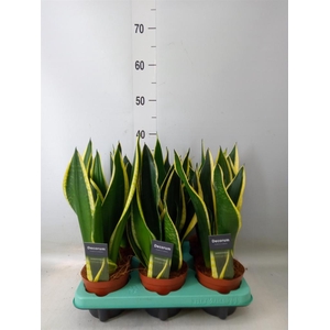 Sansevieria trifa.   ...