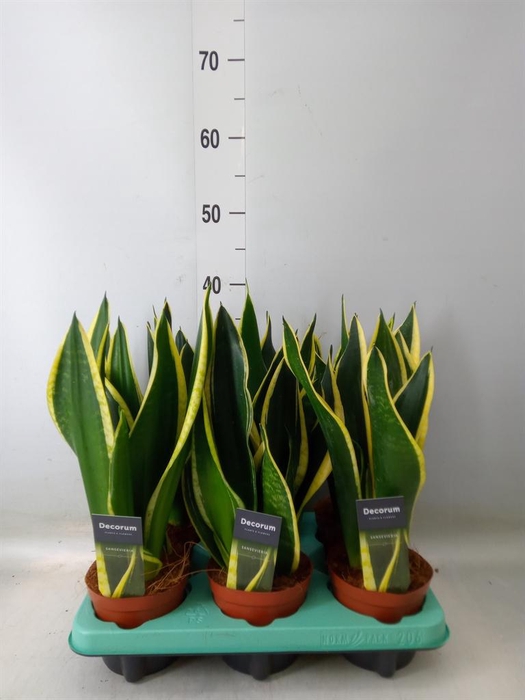 <h4>Sansevieria trifa.   ...</h4>