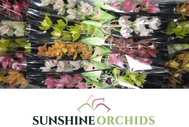 <h4>CYMB MI GEM</h4>