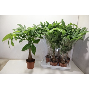 Pachira Aquatica