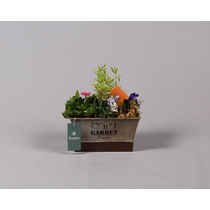 Pasen zinken pot vierkant met Tuinplanten Arrangem