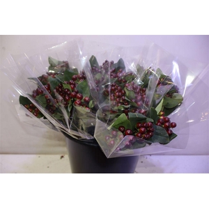 Hyp Globo Burgundy X5