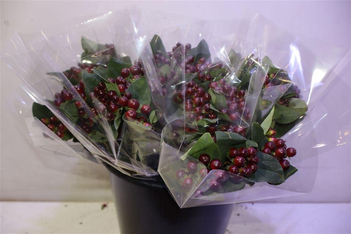 <h4>Hyp Globo Burgundy X5</h4>