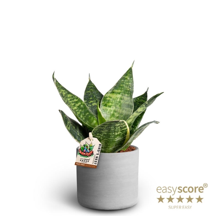 <h4>SANSEVIERIA TRIFASCIATA</h4>