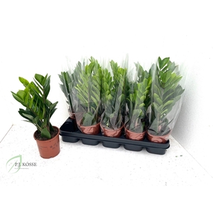 ZAMIO ZAMIIFOLIA
