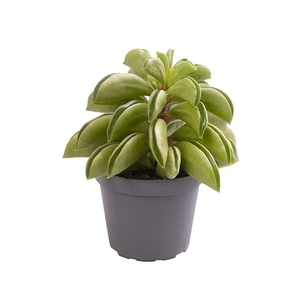 Peperomia Fire Sparks 6Ø 15cm