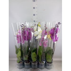 Phalaenopsis   ...mix  5