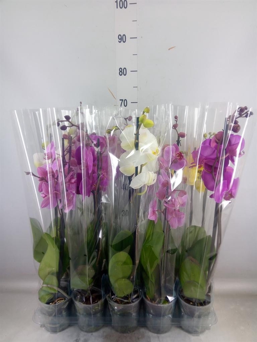 <h4>Phalaenopsis   ...mix  5</h4>