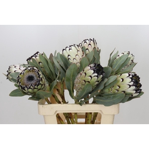 Protea Barbigera Snow Leopard Air