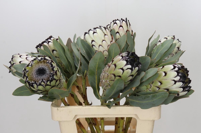 <h4>Protea Barbigera Snow Leopard Air</h4>