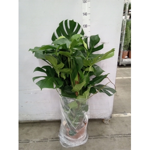 Monstera delic.