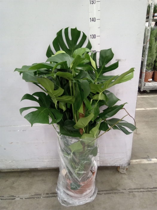 <h4>Monstera delic.</h4>
