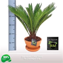 Cycas revoluta TC Pot+ Schotel