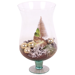 Opm Christmas Arr. Amaryllis Glass Cognac Glass La