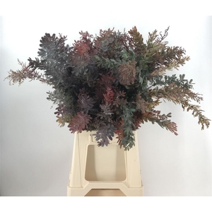 ACACIA BAILEYANA ABS