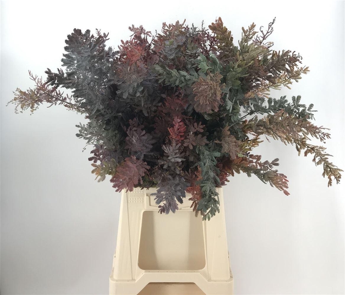 <h4>ACACIA BAILEYANA ABS</h4>