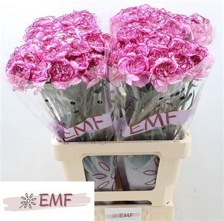 <h4>Di St Royal Damascus</h4>