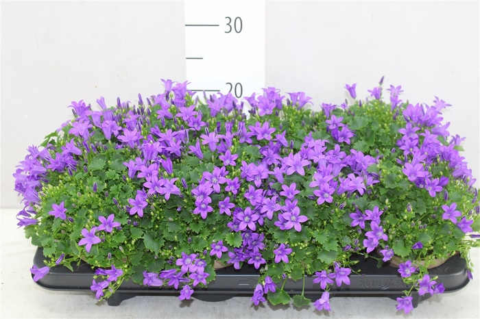 <h4>Campanula Port Porto</h4>