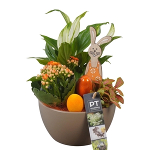 6527 BROWN KER SPATH