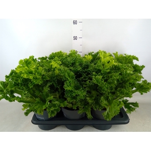 Asplenium antiquum 'Leslie'