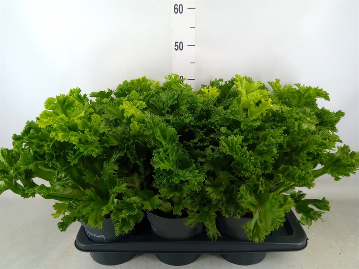 <h4>Asplenium antiquum 'Leslie'</h4>