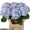 Hydrangea verena blue