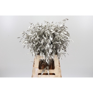 Chasmantium Kl Bh Platina