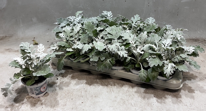 <h4>JACOBAEA MARITIMA</h4>