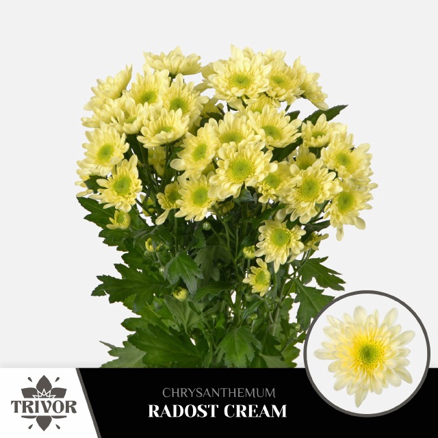 <h4>CHR T RADOST CREAM</h4>