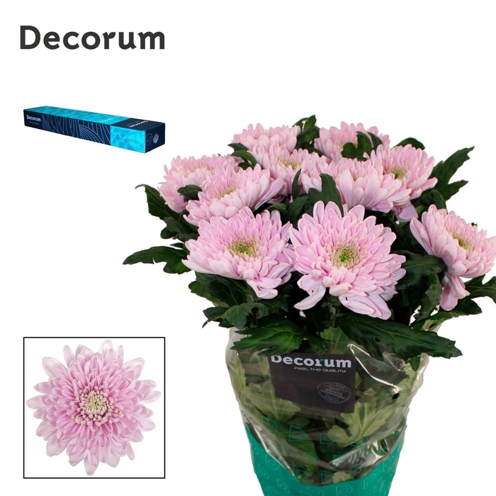<h4>Chrysanthemum PL 'Rossano'</h4>