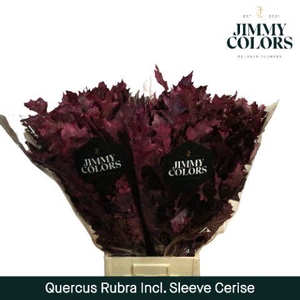 Quercus Rubra sleeve L80 Cerise